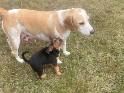 Beagle puppies for sale Tipperary