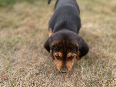 Beagle puppies for sale Tipperary
