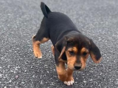 Beautiful Black and Tan female Beagle puppy in Tipperary
