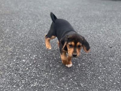 Beagle puppies for sale Tipperary