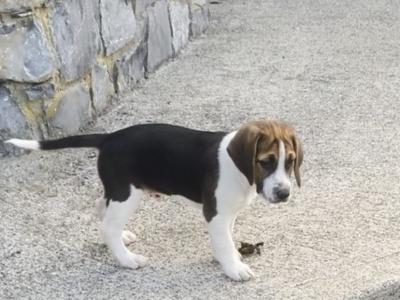 Beagle puppies for sale Tipperary