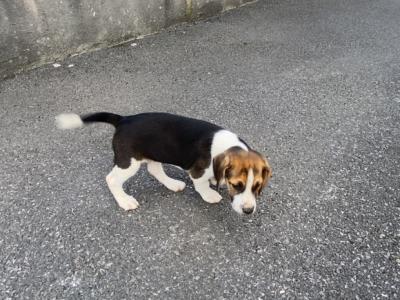 Beagle puppies for sale Tipperary