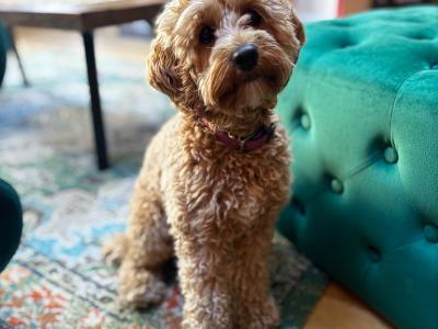 Loving Young Female Cockapoo Seeking the Right Forever Home