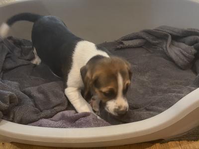 Beagle puppies for sale Tipperary