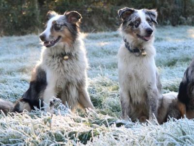 Reluctant Rehoming – Mother & Son Border Collies in Offaly 🐾💙