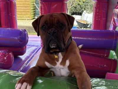 Male Boxer for stud