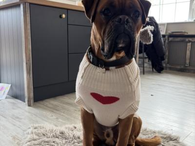 Male Boxer for stud