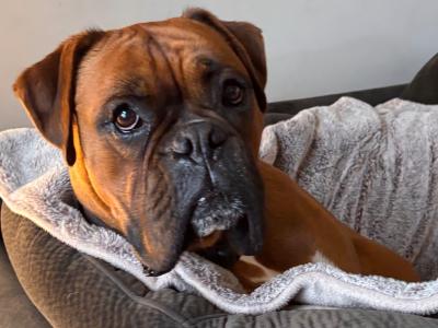 Male Boxer for stud in Kildare
