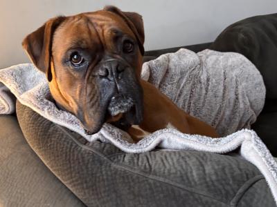 Male Boxer for stud