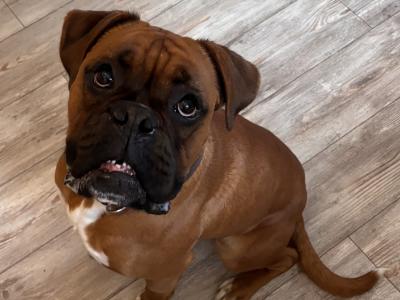 Male Boxer for stud