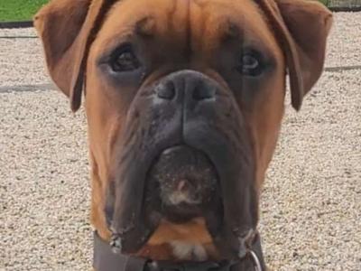 Male Boxer for stud
