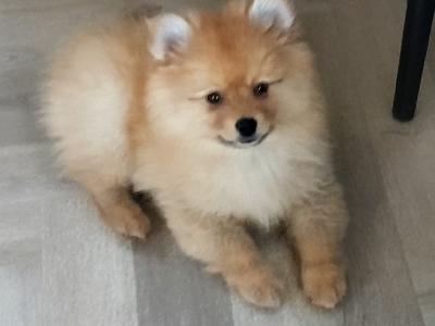 Beautiful Affectionate Pomeranian puppies in Kerry