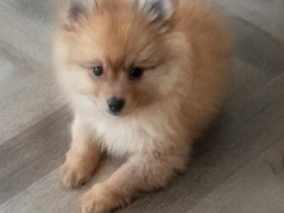 Beautiful Affectionate Pomeranian puppies in Kerry