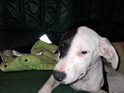 2 females left - Boxer x Border Collie puppies in Galway