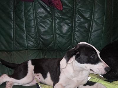 2 females left - Boxer x Border Collie puppies in Galway