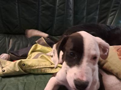 2 females left - Boxer x Border Collie puppies in Galway