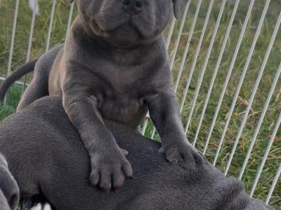 IKC Registered male Staffordshire Bull Terrier puppy in Tipperary