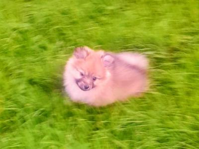 Beautiful Affectionate Pomeranian puppies in Kerry