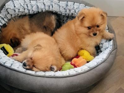 Beautiful Affectionate Pomeranian puppies in Kerry