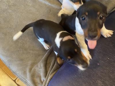 Jack Russell puppies in Kerry
