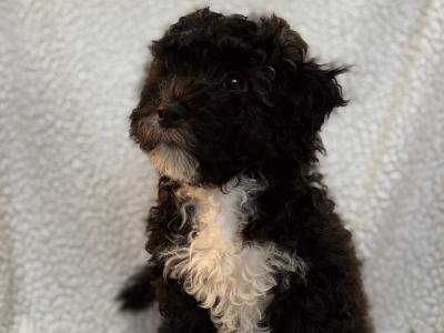 5 Poodle x Shih Tzu x Bixhon frisé puppies for sale. ( hypo-allergenic, non shed )