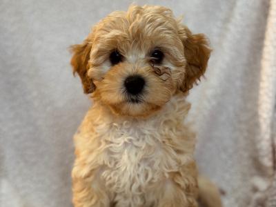 5 Poodle x Shih Tzu x Bixhon frisé puppies for sale. ( hypo-allergenic, non shed )