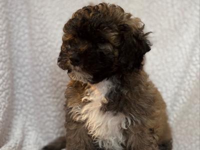 5 Poodle x Shih Tzu x Bixhon frisé puppies for sale. ( hypo-allergenic, non shed )