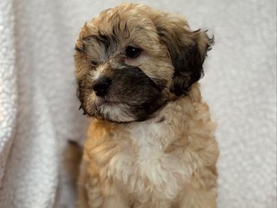 5 Poodle x Shih Tzu x Bixhon frisé puppies for sale. ( hypo-allergenic, non shed )