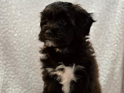 5 Poodle x Shih Tzu x Bixhon frisé puppies for sale. ( hypo-allergenic, non shed )