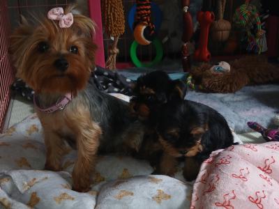 Miniature Teacup Yorkshire Terrier puppies in Dublin
