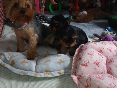 Miniature Teacup Yorkshire Terrier puppies in Dublin