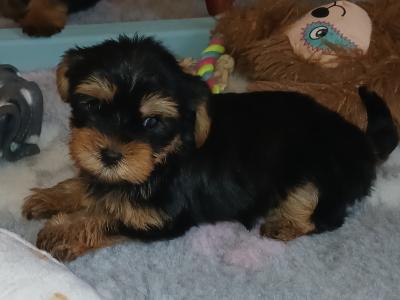 Miniature Teacup Yorkshire Terrier puppies in Dublin