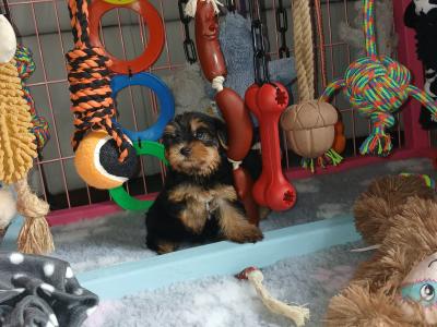 Miniature Teacup Yorkshire Terrier puppies in Dublin