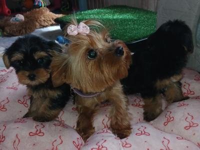 Miniature Teacup Yorkshire Terrier puppies in Dublin