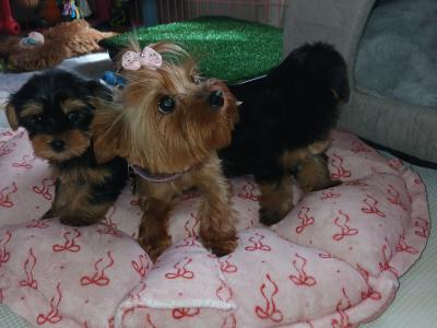 Miniature Teacup Yorkshire Terrier puppies in Dublin