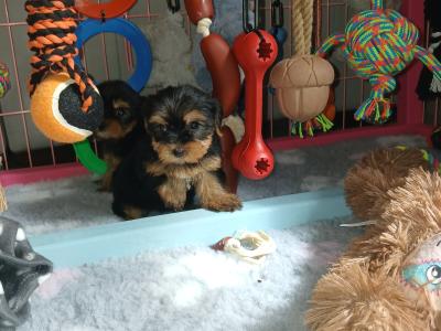 Miniature Teacup Yorkshire Terrier puppies in Dublin