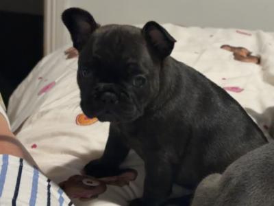 French Bulldog puppies in Tipperary