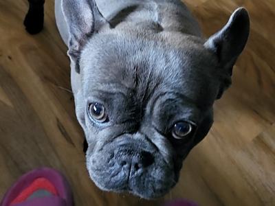 French Bulldog puppies in Tipperary