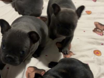 French Bulldog puppies in Tipperary