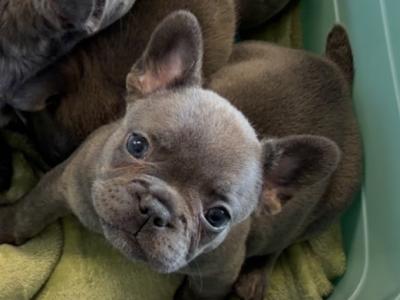 French Bulldog puppies in Tipperary