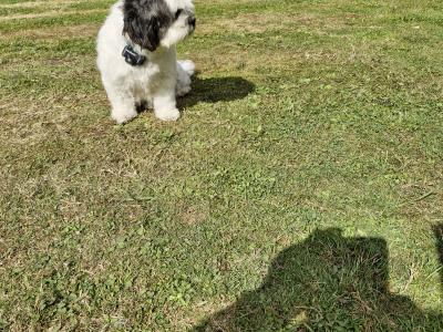 Female Maltese x Shih Tzu dog for sale in Clare