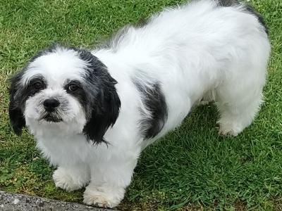 Female Maltese x Shih Tzu dog 5 years old for sale in Clare