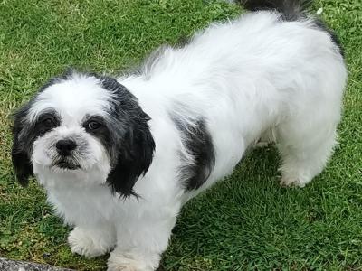 Female Maltese x Shih Tzu dog for sale in Clare