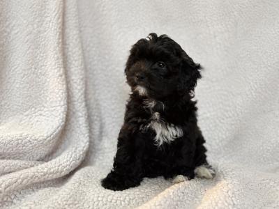 5 Poodle x Shih Tzu x Bixhon frisé puppies for sale. ( hypo-allergenic, non shed )