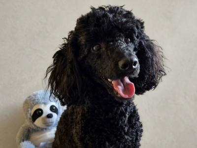 KC Registered male Toy Poodle dog in Westmeath