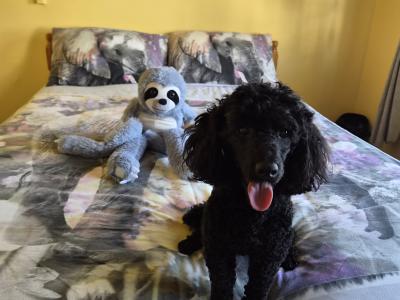 KC Registered male Toy Poodle dog in Westmeath