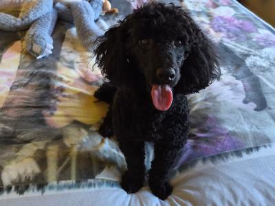 KC Registered male Toy Poodle dog in Westmeath