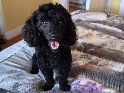 KC Registered male Toy Poodle dog in Westmeath