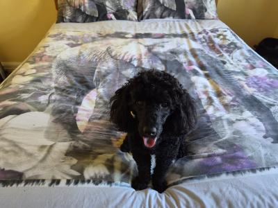 KC Registered male Toy Poodle dog in Westmeath