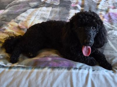 KC Registered male Toy Poodle dog in Westmeath